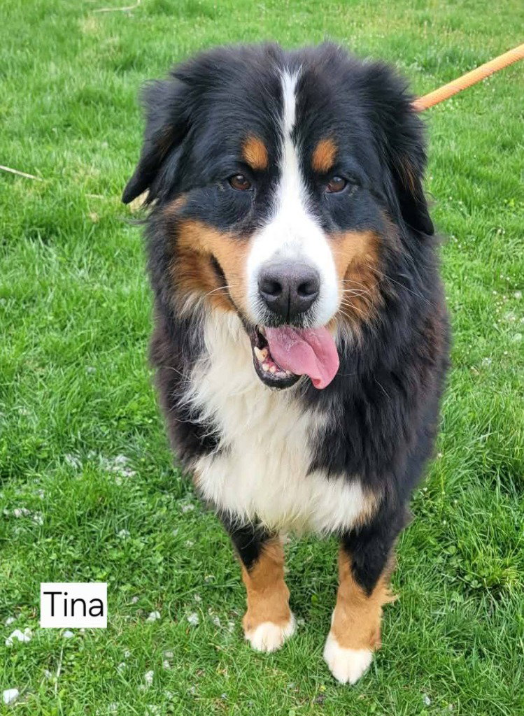 TINA