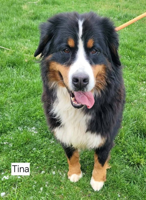 TINA, an adoptable Bernese Mountain Dog in St Clairsville , OH