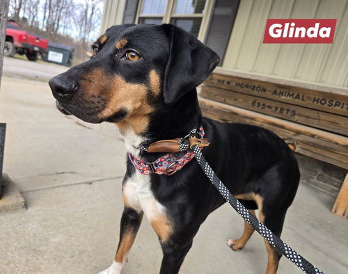 GLINDA, an adoptable Hound in St Clairsville , OH