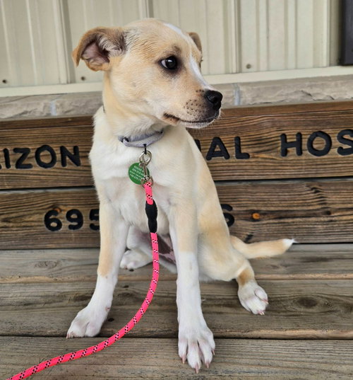 CHRISSY - American Eskimo Dog / Boxer available for adoption