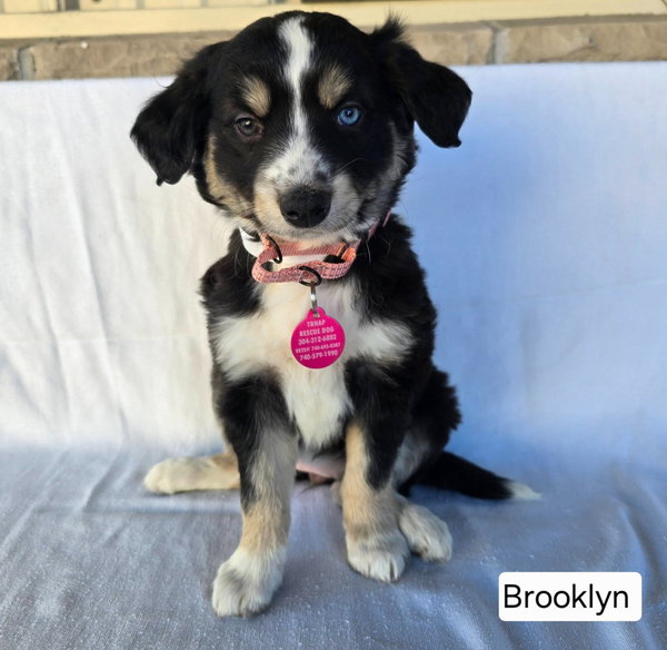 BROOKLYN