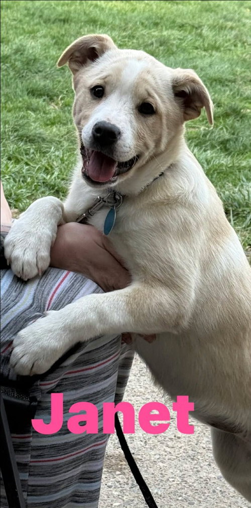 JANET, an adoptable American Eskimo Dog in St Clairsville , OH