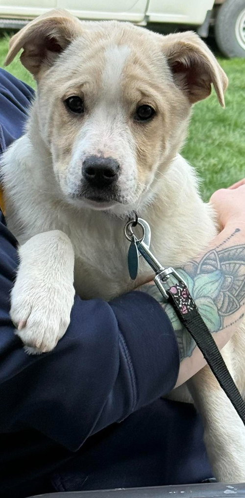 JANET - American Eskimo Dog / Boxer available for adoption
