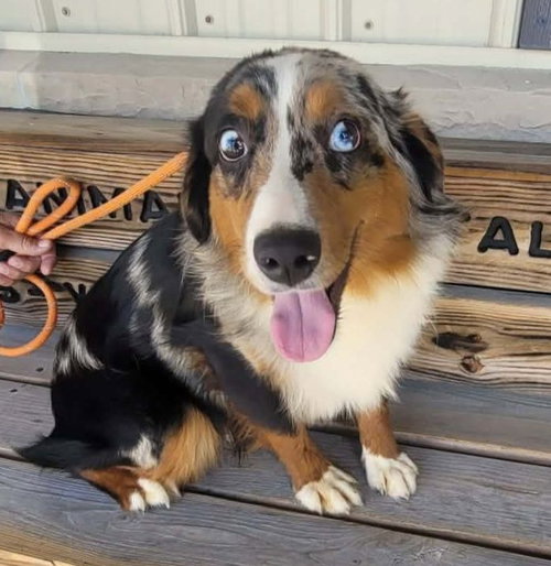 ORION, an adoptable Australian Shepherd in St Clairsville , OH