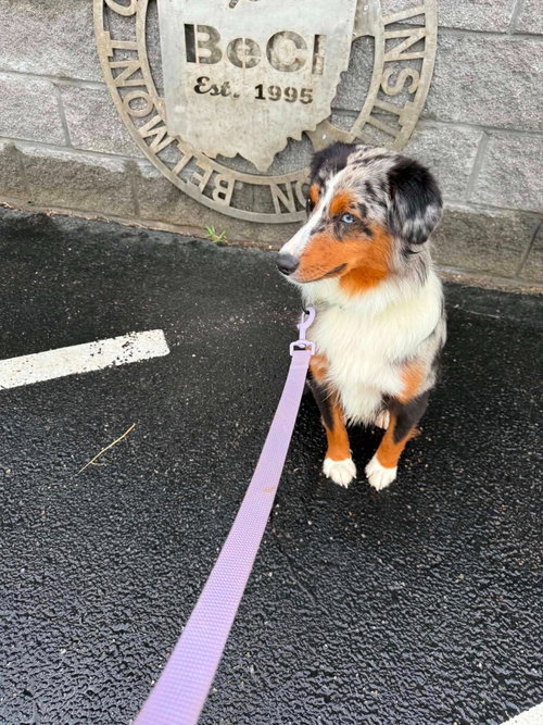 ORION, an adoptable Australian Shepherd in St Clairsville , OH