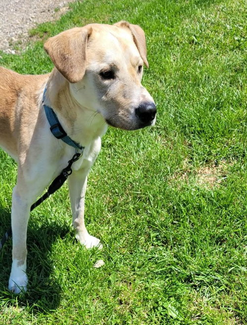 DOBBY, an adoptable Labrador Retriever in St Clairsville , OH