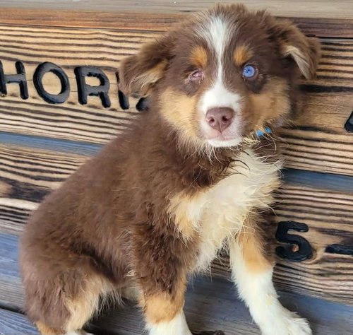 BUTTERSCOTCH, an adoptable Australian Shepherd in St Clairsville , OH