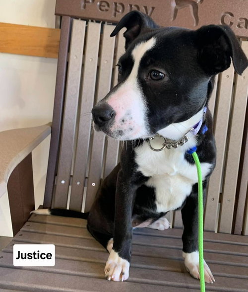 JUSTICE, an adoptable Australian Cattle Dog in St Clairsville , OH