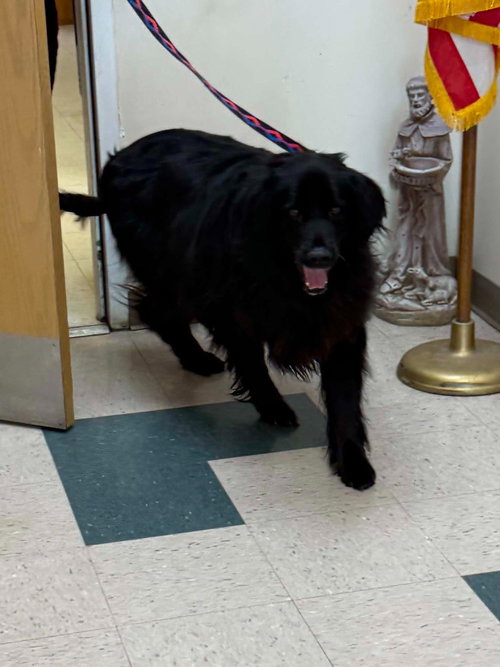 BEAR - Flat-coated Retriever for adoption in Wheeling