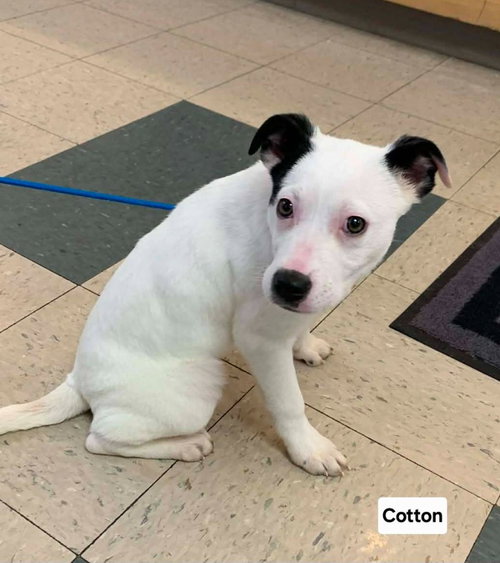 COTTON - Australian Cattle Dog/Blue Heeler / Terrier for adoption in Wheeling