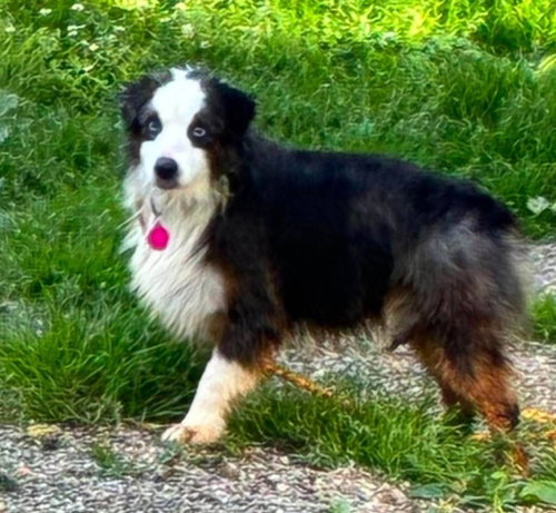 BRONSON - Australian Shepherd for adoption in Wheeling