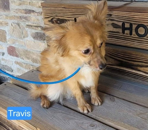 TRAVIS