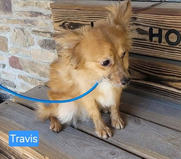 TRAVIS