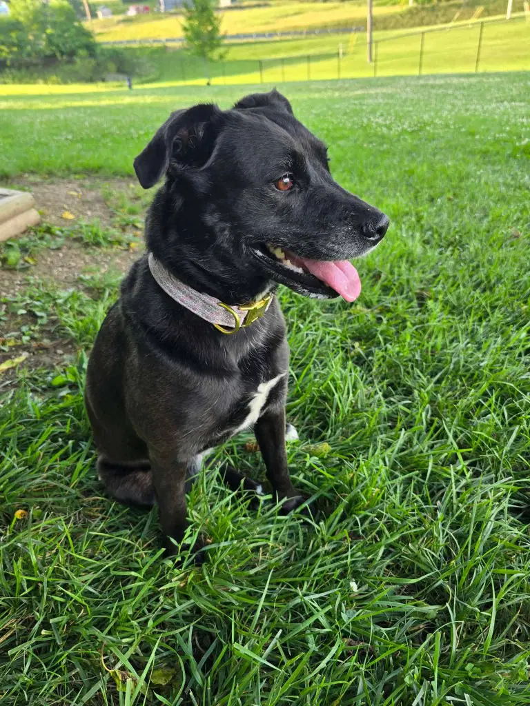 Rosie - Labrador Retriever