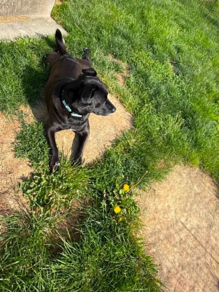 Rosie image 2