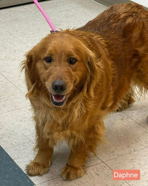 DAPHNE