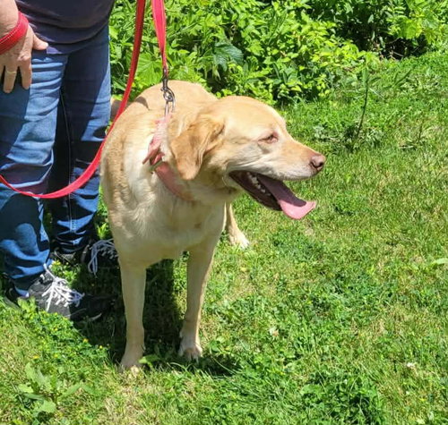 KAIA (KY), an adoptable Labrador Retriever in St Clairsville , OH