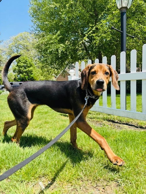 NORMAN, an adoptable Coonhound in St Clairsville , OH