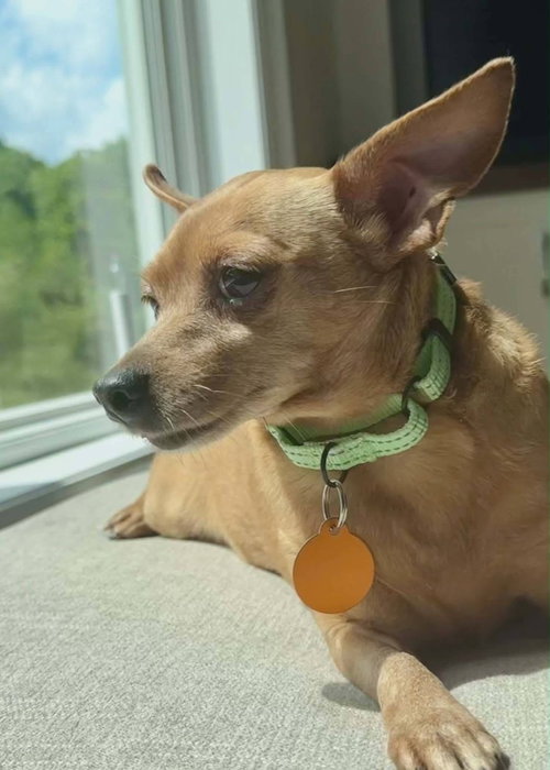 CHARLOTTE, an adoptable Chihuahua in St Clairsville , OH
