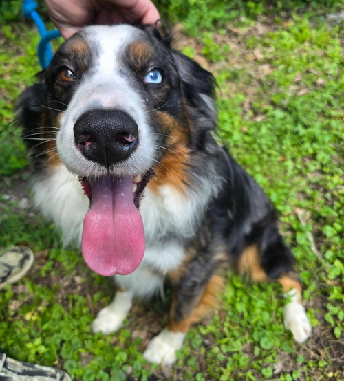 BLUEY, an adoptable Australian Shepherd in St Clairsville , OH