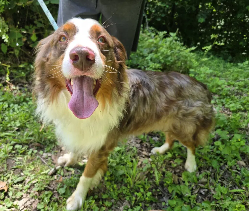 Calypso - Australian Shepherd