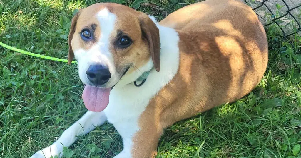 Zion - Beagle