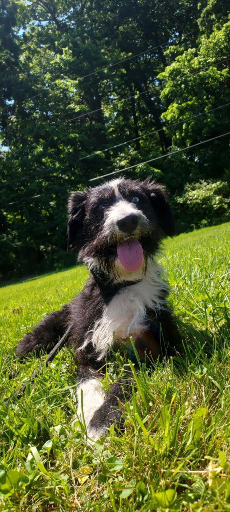 SENECA, an adoptable Border Collie in St Clairsville , OH