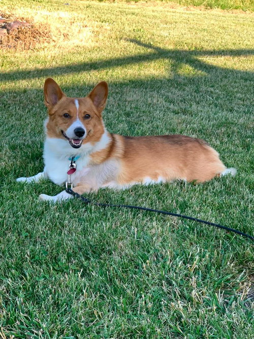 GRIFFEN, an adoptable Corgi in St Clairsville , OH