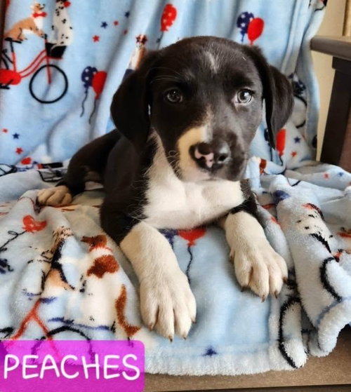 PEACHES, an adoptable Labrador Retriever in St Clairsville , OH