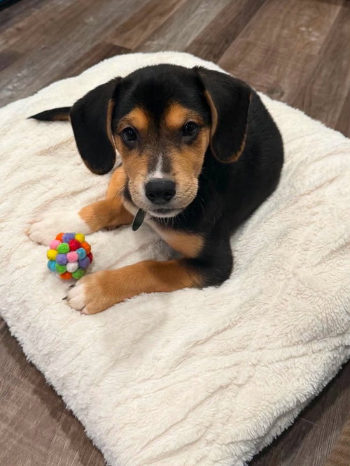 TERIYAKI, an adoptable Beagle in St Clairsville , OH