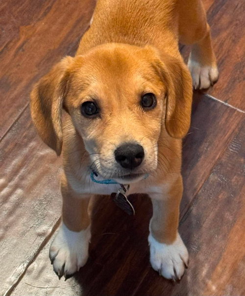 BLAZIN, an adoptable Beagle in St Clairsville , OH
