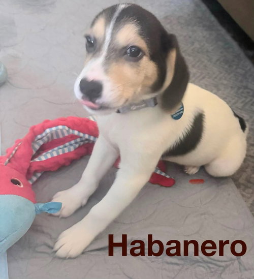 HABANERO, an adoptable Beagle in St Clairsville , OH