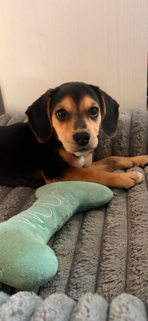 THAI, an adoptable Beagle in St Clairsville , OH