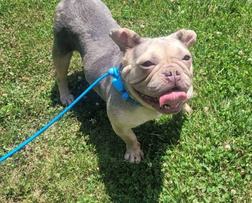 OLIVE, an adoptable French Bulldog in St Clairsville , OH