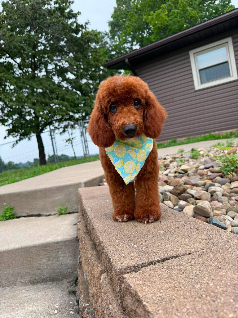 BRUNO