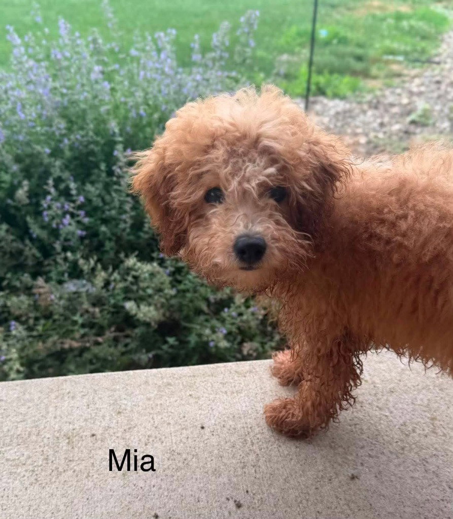 MIA