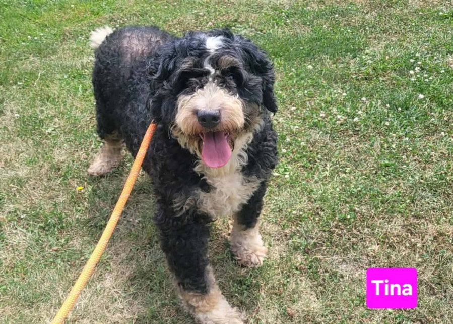 TINA