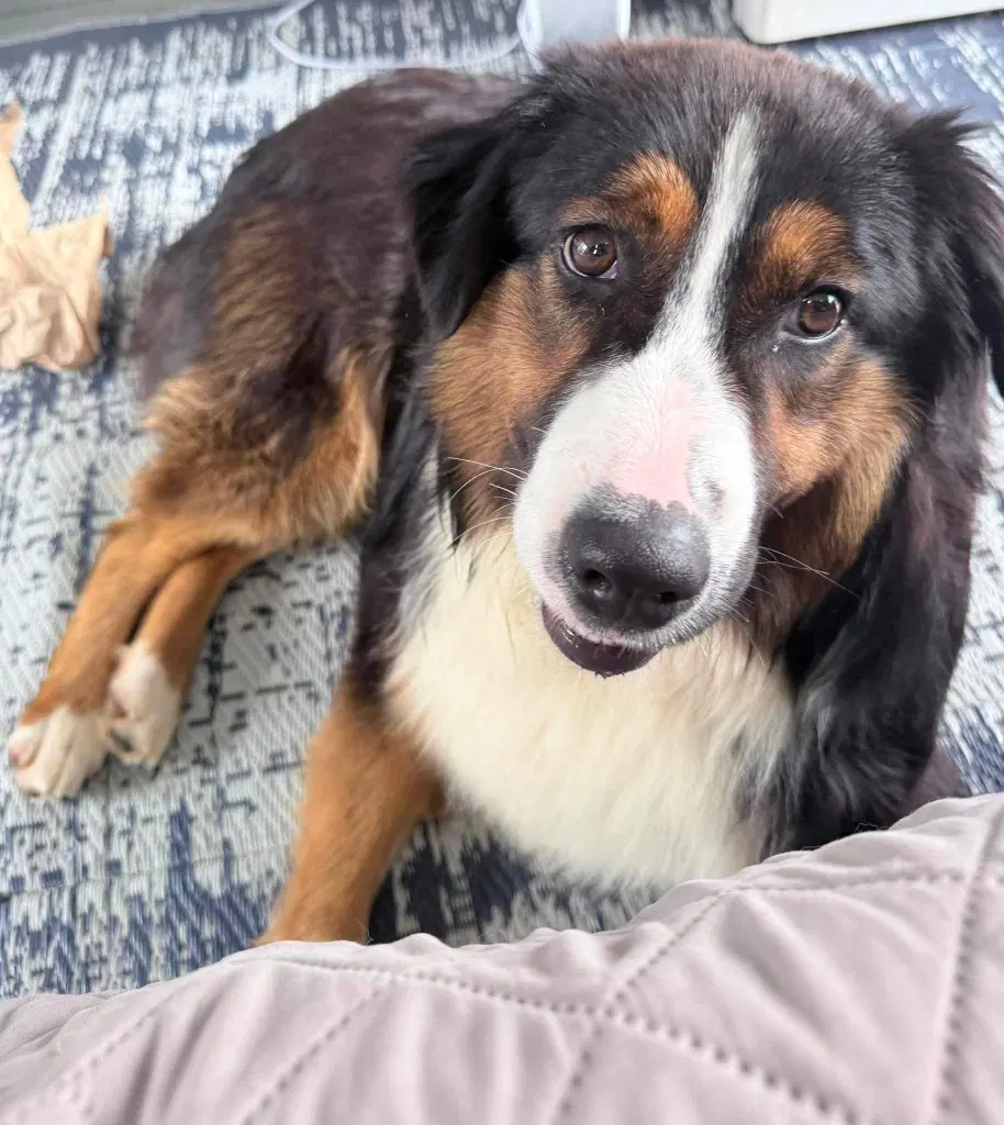 Lyle - Australian Shepherd