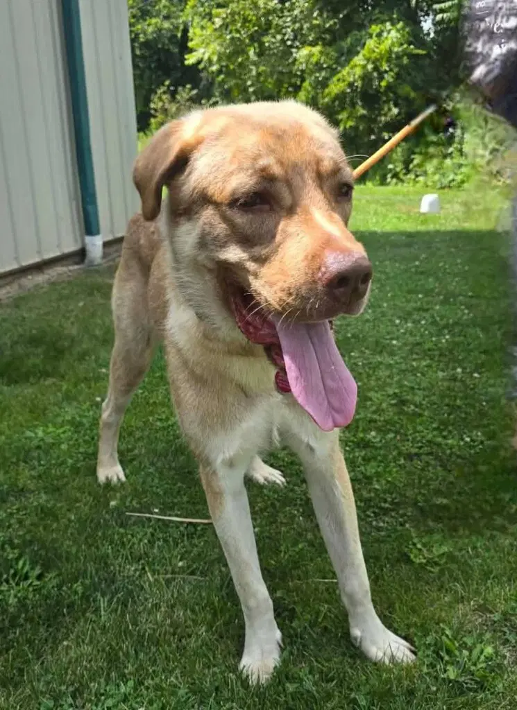 Jabba The Mutt - Anatolian Shepherd