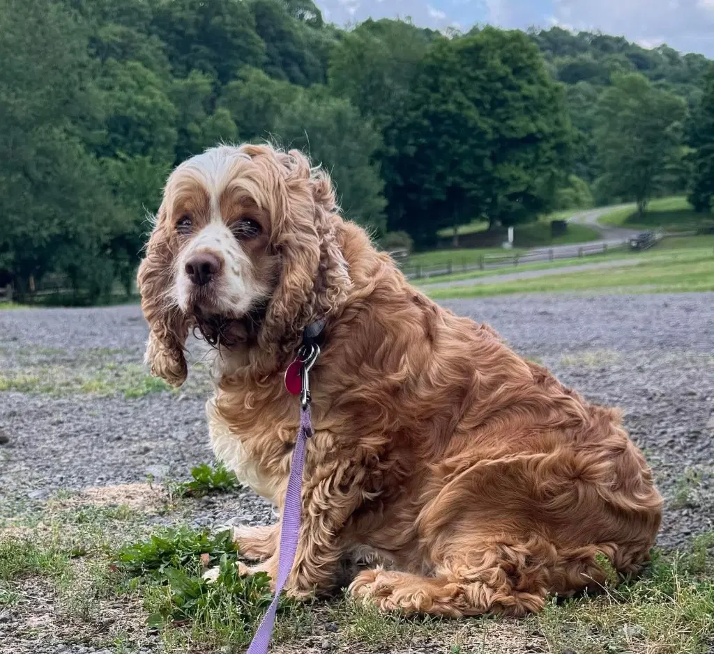 Harleen - Cocker Spaniel