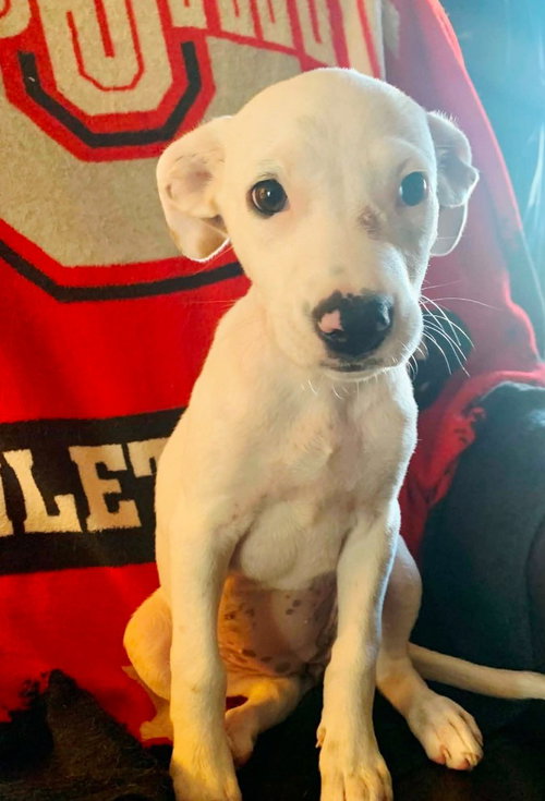 picture of the dog needing adoption