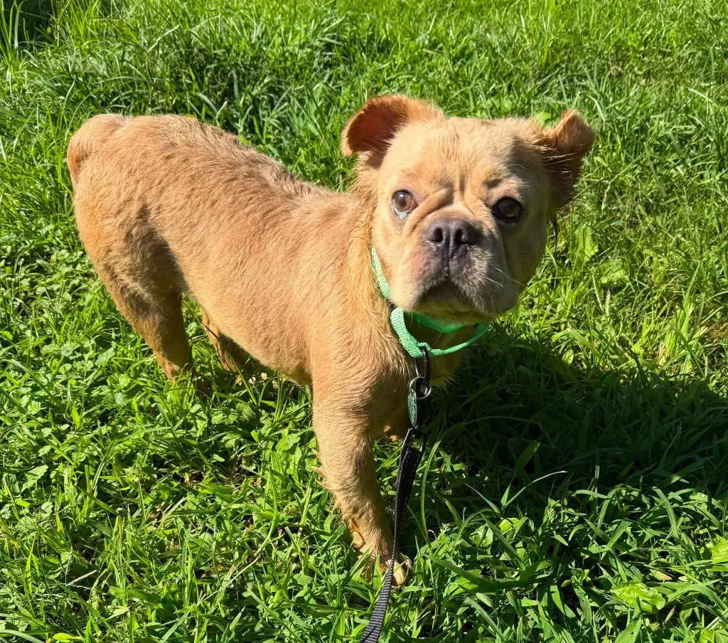 Maddie - French Bulldog