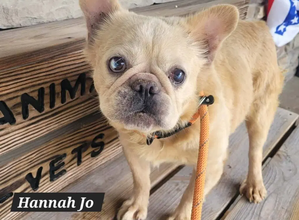 Hannah Jo - French Bulldog