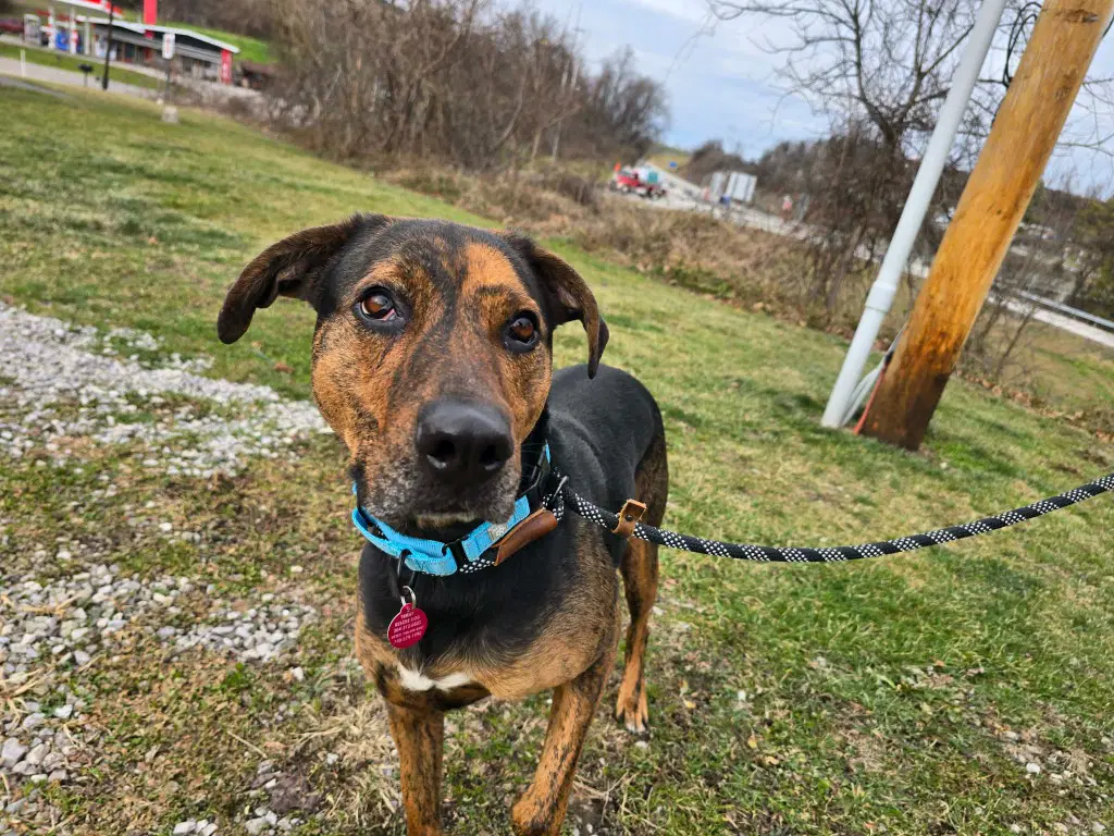 Cooper - Hound