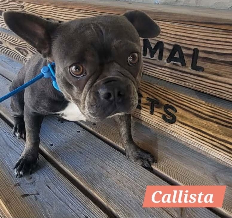 Callista