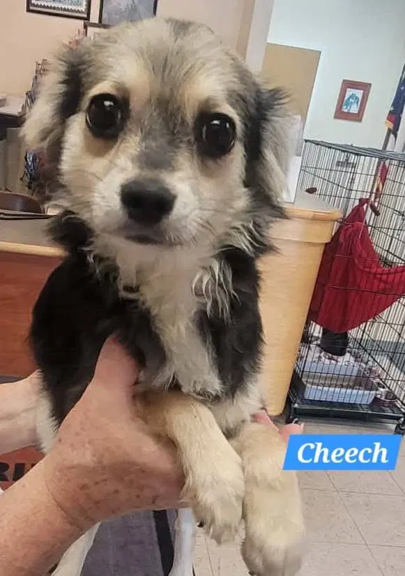 Cheech - Chihuahua