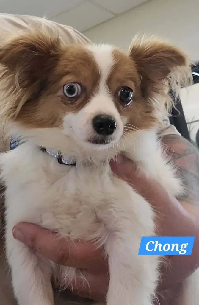 Chong - Chihuahua