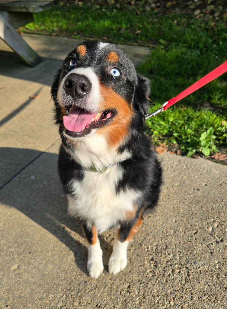 Thor, Australian Shepherd