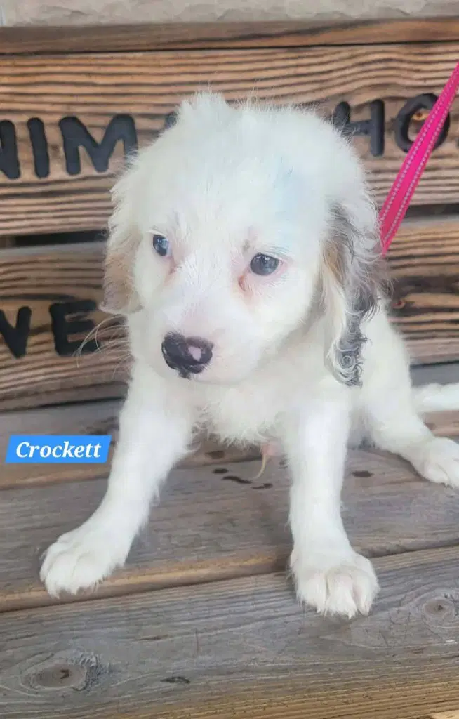 Crocker - Cavalier King Charles Spaniel