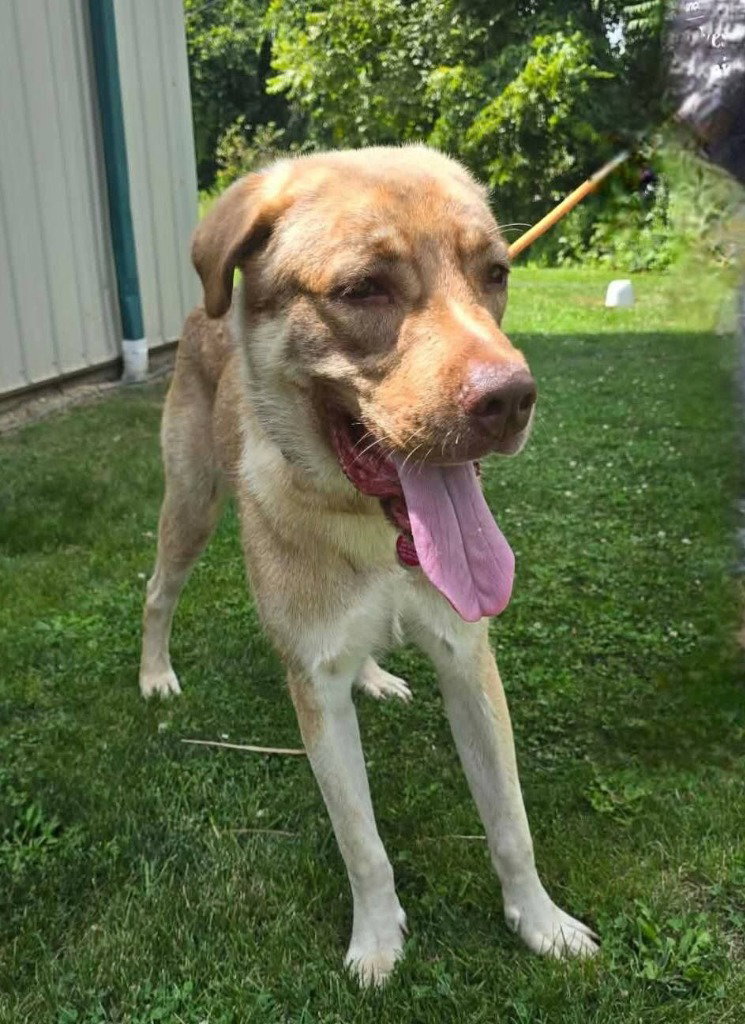 Jabba The Mutt, Anatolian Shepherd